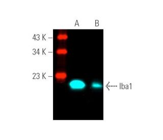Iba1 Antibody (1022-5) - Western Blotting - Image 391499 