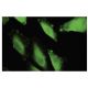 IBRDC1 Antibody (36-A2) - Immunofluorescence - Image 35804 