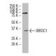 IBRDC1 Antibody (36-A2) - Western Blotting - Image 34485