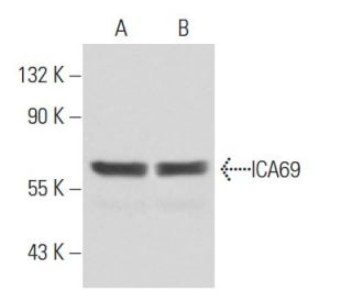 ICA69 Antibody (LIV3D3) - Western Blotting - Image 18032