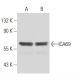 ICA69 Antibody (LIV3D3) - Western Blotting - Image 18032
