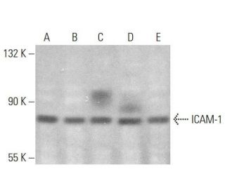 ICAM-1/CD54 Antibody (15.2) - Western Blotting - Image 350714 