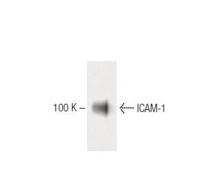 ICAM-1/CD54 Antibody (28) - Western Blotting - Image 60324 