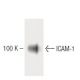 ICAM-1/CD54 Antibody (28) - Western Blotting - Image 60324 