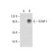 ICAM-1/CD54 Antibody (2Q710) - Western Blotting - Image 65346