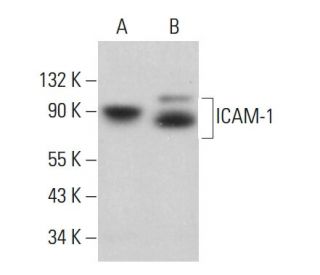 ICAM-1/CD54 Antibody (2Q710) - Western Blotting - Image 379005 