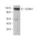 ICAM-1/CD54 Antibody (5K16) - Western Blotting - Image 379006 