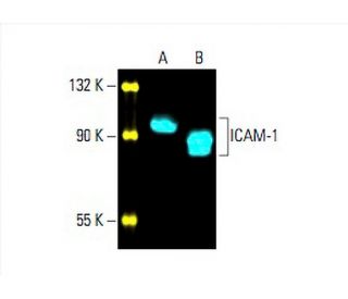 ICAM-1/CD54 Antibody (G-5) - Western Blotting - Image 393457 