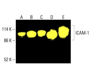 ICAM-1/CD54 Antibody (G-5) - Western Blotting - Image 416247 