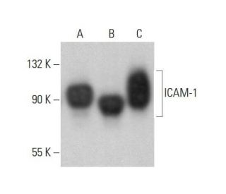 ICAM-1/CD54 Antibody (H-4) - Western Blotting - Image 353201 
