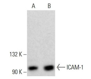 ICAM-1/CD54 Antibody (15.2) - Western Blotting - Image 376616