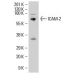 ICAM-2 Antibody (CBR-IC2/2) - Western Blotting - Image 8846