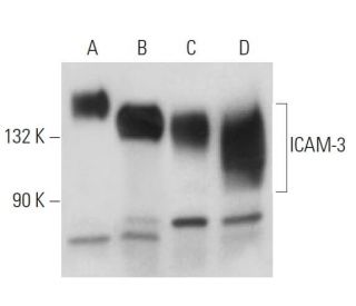 ICAM-3 Antibody (0.N.142) - Western Blotting - Image 17372 