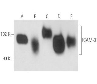 ICAM-3 Antibody (186.2G9) - Western Blotting - Image 17066 