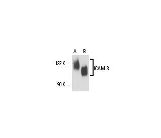 ICAM-3 Antibody (2Q700) - Western Blotting - Image 17371 