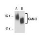 ICAM-3 Antibody (2Q700) - Western Blotting - Image 17371 