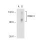 ICAM-3 Antibody (2Q700) - Western Blotting - Image 47723