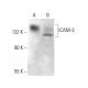 ICAM-3 Antibody (2Q700) - Western Blotting - Image 379794 