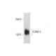ICAM-3 Antibody (5F74) - Western Blotting - Image 129465 