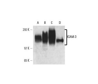 ICAM-3 Antibody (By44) - Western Blotting - Image 13622 