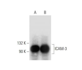ICAM-3 Antibody (E-3) - Western Blotting - Image 324772 