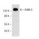 ICAM-3 Antibody (F-11) - Western Blotting - Image 141583