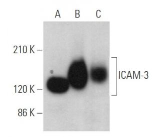 ICAM-3 Antibody (F-11) - Western Blotting - Image 369869 