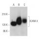 ICAM-3 Antibody (F-11) - Western Blotting - Image 369869 