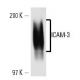 ICAM-3 Antibody (ICO-60) - Western Blotting - Image 14070