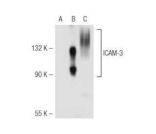 ICAM-3 Antibody (ICO-60) - Western Blotting - Image 47718 
