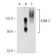 ICAM-3 Antibody (ICO-60) - Western Blotting - Image 47718 