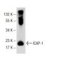 ICAP-1 Antibody (B-2) - Western Blotting - Image 72757