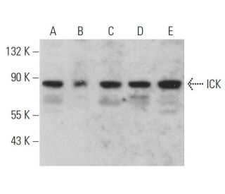 ICK Antibody (G-8) - Western Blotting - Image 359233 