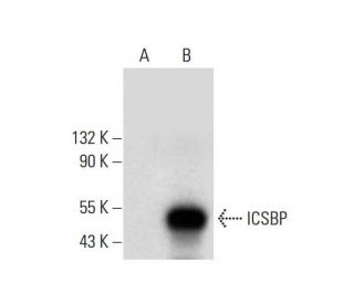 ICSBP Antibody (H-12) - Western Blotting - Image 299297