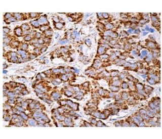 Id1 Antibody (B-1) - Immunohistochemistry - Image 157337 