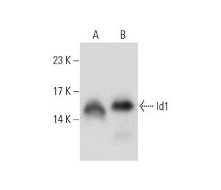Id1 Antibody (B-8) - Western Blotting - Image 128030 