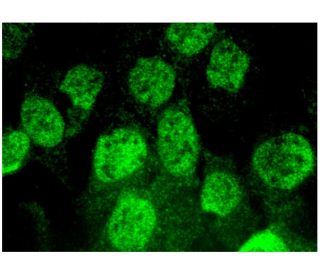 Id1 Antibody (F-10) - Immunofluorescence - Image 296356 
