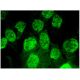 Id1 Antibody (F-10) - Immunofluorescence - Image 296356 