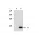 Id1 Antibody (F-10) - Western Blotting - Image 147444