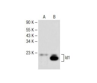 Id1 Antibody (G-7) - Western Blotting - Image 149654 