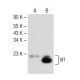 Id1 Antibody (G-7) - Western Blotting - Image 149654 