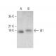 Id1 Antibody (G-7) - Western Blotting - Image 376965