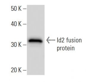 Id2 Antibody (2457C5a) - Western Blotting - Image 16678