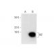 Id2 Antibody (E-7) - Western Blotting - Image 301353 