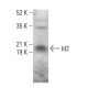 Id2 Antibody (E-7) - Western Blotting - Image 380310