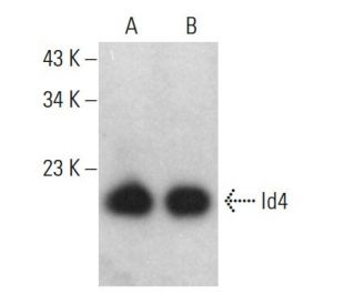 Id4 Antibody (B-5) - Western Blotting - Image 376222 