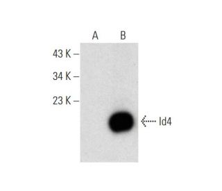 Id4 Antibody (B-5) - Western Blotting - Image 143413 