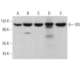 IDE Antibody (F-9) - Western Blotting - Image 381478 