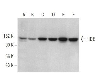 IDE Antibody (E-4) - Western Blotting - Image 381117