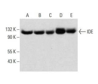 IDE Antibody (E-4) - Western Blotting - Image 320244